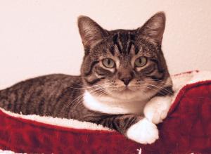 Ringworm-Post-CO391-Pet-ID-24615964-Lizzy Lizzy is a healthy, adoptable cat from Happy Cats Haven in Colorado Springs, CO