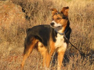 18221195-1-large Roper