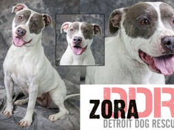 Zora