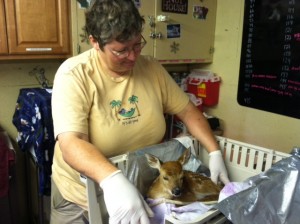 Dr Dashfield and fawn This is one of the many fawns relying on Antler Ridge to survive.