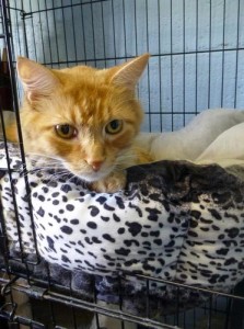 Magik CT164 Farmington Animal Control Magik is showing no signs of having an URI, and looks rather happy.