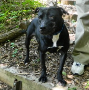 NY118 Town of North Hampstead Shelter Connection Ebony the Pit Bull NY118 Town of North Hampstead Shelter Connection Ebony the Pit Bull