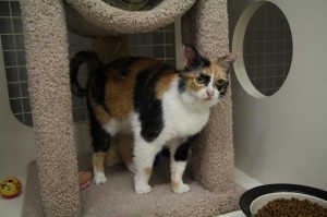Tammy Faye from Dallas Cat Ladies Adoptions Tammy Faye from Dallas Cat Ladies Adoptions