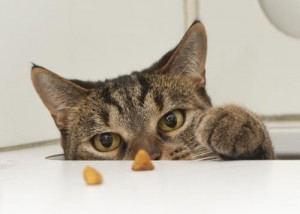 Join us for this free webinar to help cats!