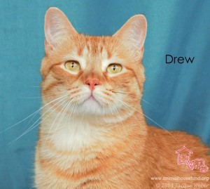 Animal House Fund Drew the Cat MO574
