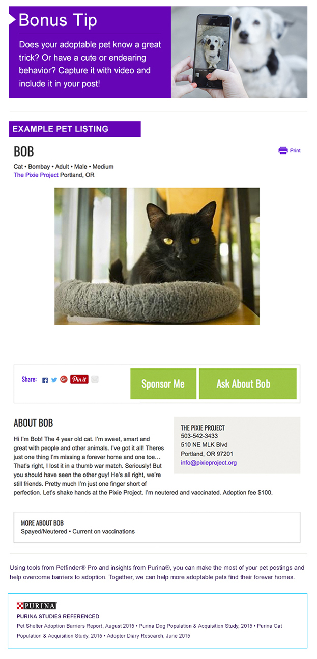 Marketing adoptable pets for animal shelters and rescues use video to promote