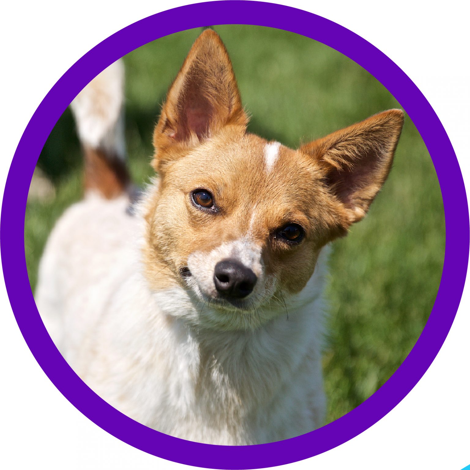 Pet Finder Pro - 8omiecf