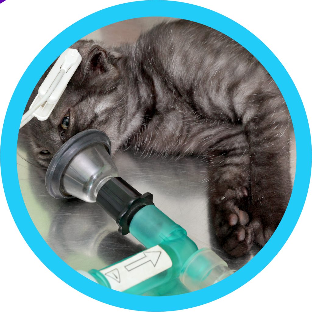 Petfinder Foundation animal shelter grants for Petfinder Members